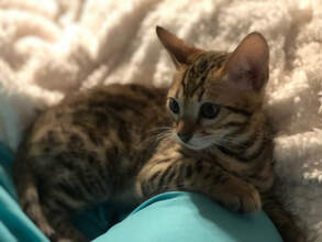 Bengaltime Dima in his new home. Registered Bengals Available