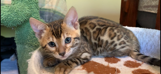 Bengaltimecattery.com Daffodill
