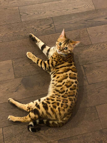 Bengaltimecattery.com Rocky