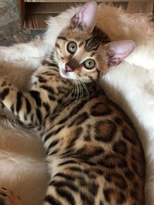 Bengaltimecattery.com Mila