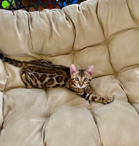 Bengaltimecattery.com Hunter