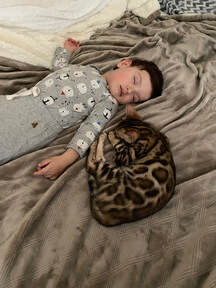 Bengaltimecattery.com Hunter