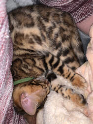 Bengaltimecattery.com  Marvel