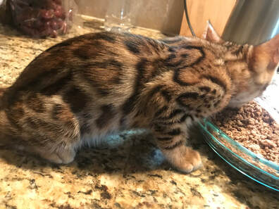 Registeredbengals.com