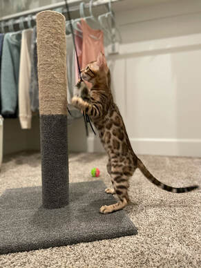 Registeredbengals.com Leana