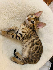 Bengaltimecattery.com Luna