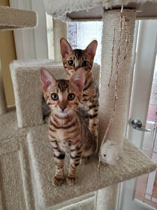 Bengaltimecattery.com Nalla