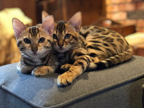 Bengaltimecattery.com