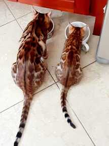 Bengaltimecattery.com Nalla and Simba