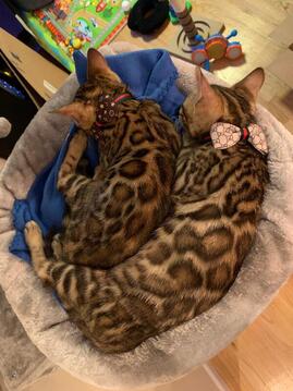 Bengaltimecattery.com Telzit koenig