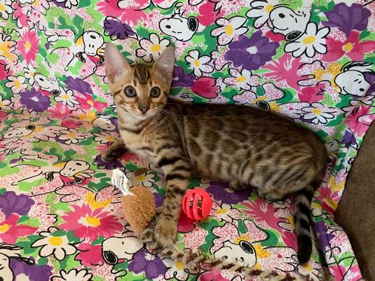 Jade XI bengaltimecattery.com