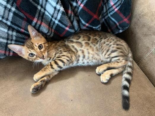 Nikita Bengaltimecattery.com