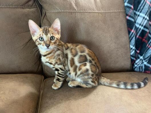 Benji Bengaltimecattery.com