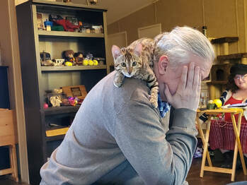 Bengaltimecattery.com