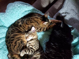 Bengaltimecattery.com