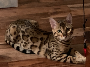 Bengaltimecattery.com