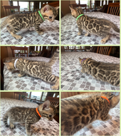 Bengaltime Cattery located in Washington State between Seattle and Portland, Oregon