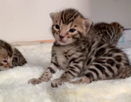 Baby Bengal kitten at Bengaltime Cattery in Kalama, Washington.