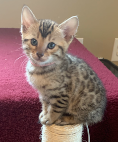 Bengaltimecattery.com