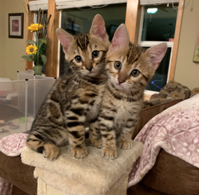 Bengaltimecattery.com