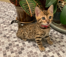 Bengaltimecattery.com