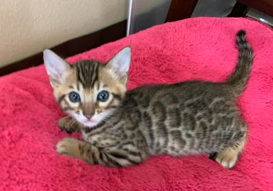 Bengaltimecattery.com   Rocky
