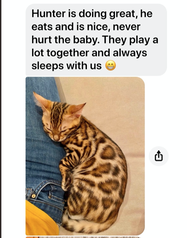 Bengaltimecattery.com Hunter