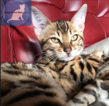 https://bengaltimecattery.com/