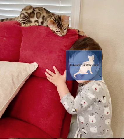 Bengaltimecattery.com. Bengals & Children/kids