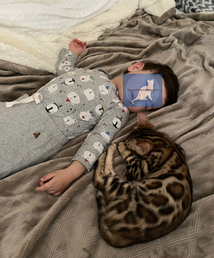 Bengaltimecattery.com. Bengals & Children/kids