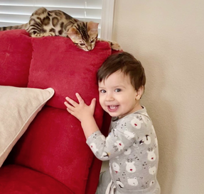 Bengaltimecattery.com Bengals & Children/Kids