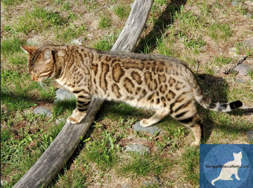 Bengaltimecattery.com Magic