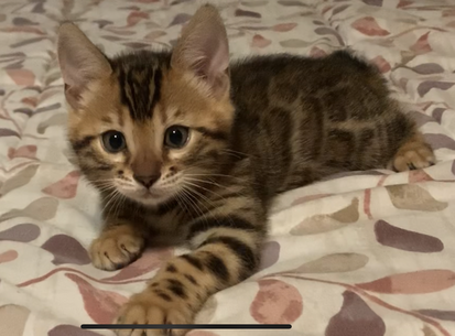 Bengaltimecattery.com Dandelion