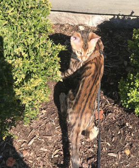 Bengaltimecattery.com Buddy