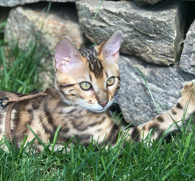 Bengaltimecattery.com Buddy