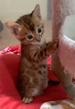 Bengaltimecattery.com