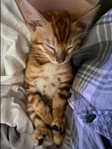 Bengaltimecattery.com Truffles