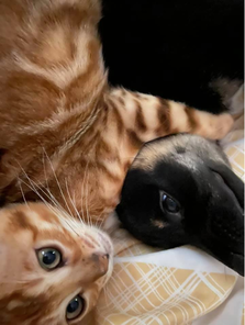 Bengaltimecattery.com Truffles