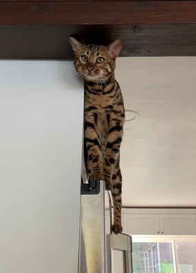Registeredbengals.com Finn