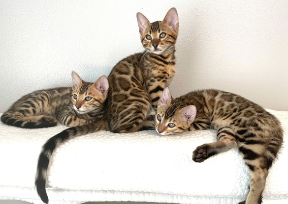 Bengaltimecattery.com