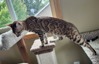 Neyteri pregnant due 10-18-19, Registeredbengals.com