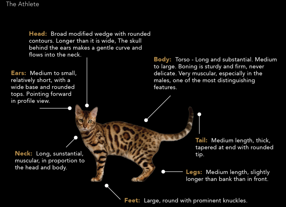 Средний размер кошки. Бенгальская кошка Размеры и вес по месяцам таблица. Бенгальский кот 2 месяца размер вес. Бенгал 4 месяца вес. Габариты бенгальских кошек.